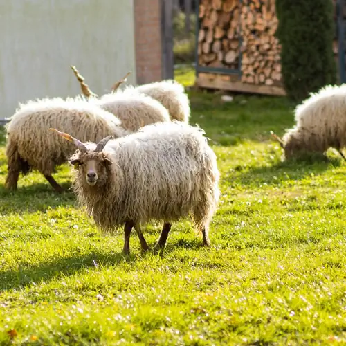 Pogácsás Porta Vendégház Kiskorpád 013 kép