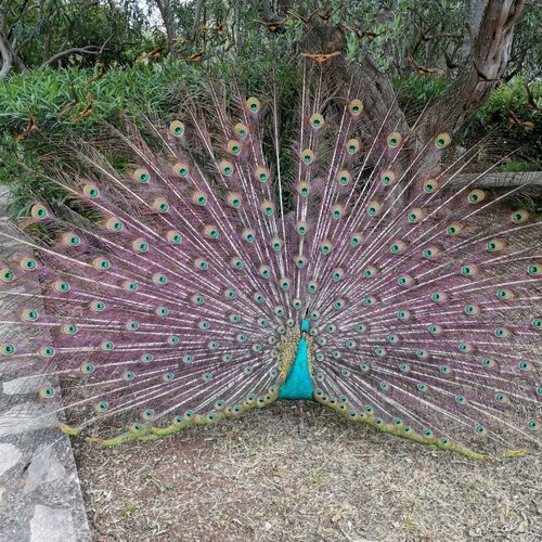 Apartment Vanja Mali Losinj