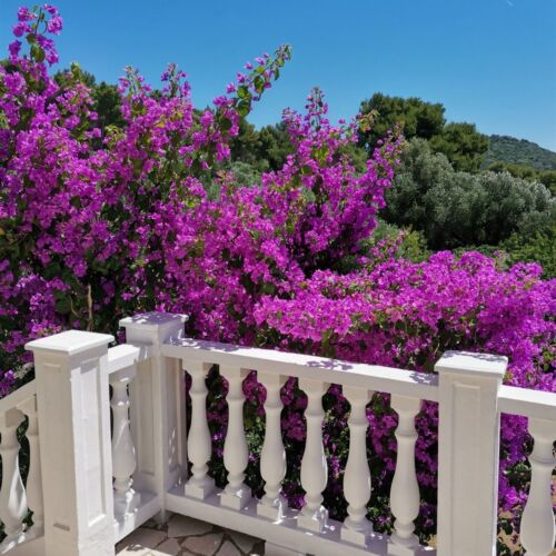 Apartment Vanja Mali Losinj