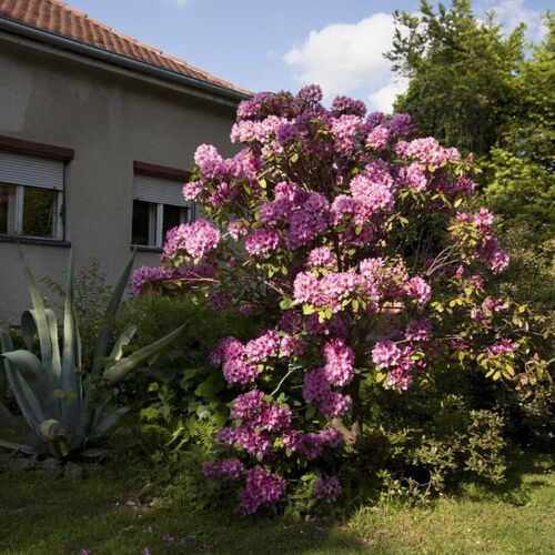 Rooms Branka Križevci