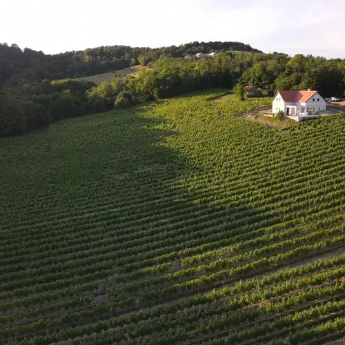 Antmann Bor Terasz Szállás Balatoncsicsó 006 kép