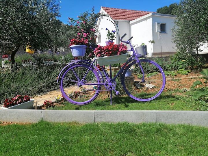 House Marie’s Lavander Dream Raslina