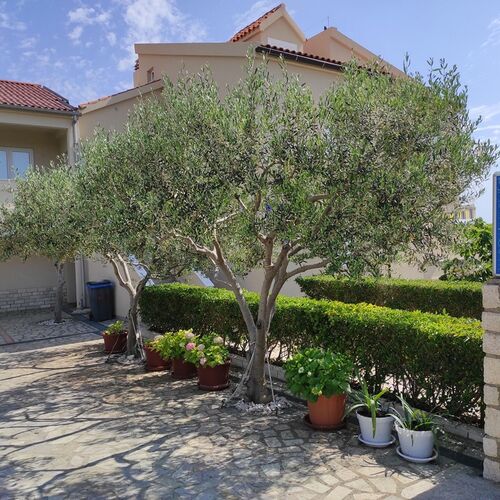 Apartmanok A Tenger Mellett Mandre, Pag - 23187 Mandre  3