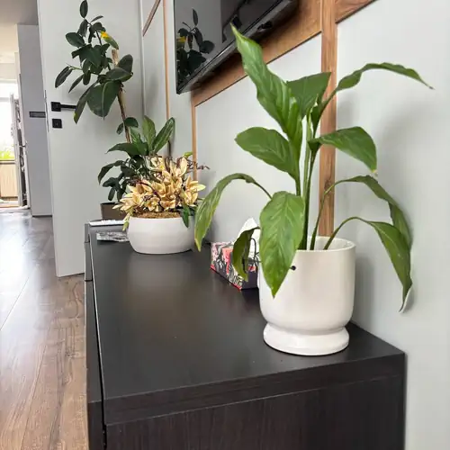 Taki Apartman Debrecen 016 kép