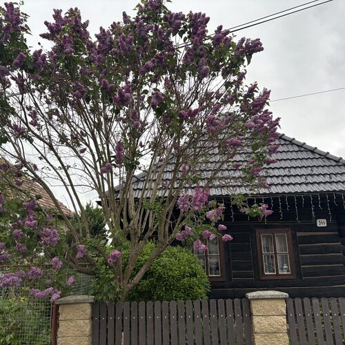 Drevenica Raj Bystrička