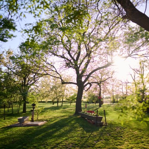 Kőris Tanya Vendégház Hódmezővásárhely