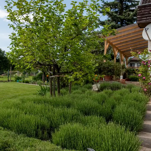 Egy kis levendul&aacute;s.