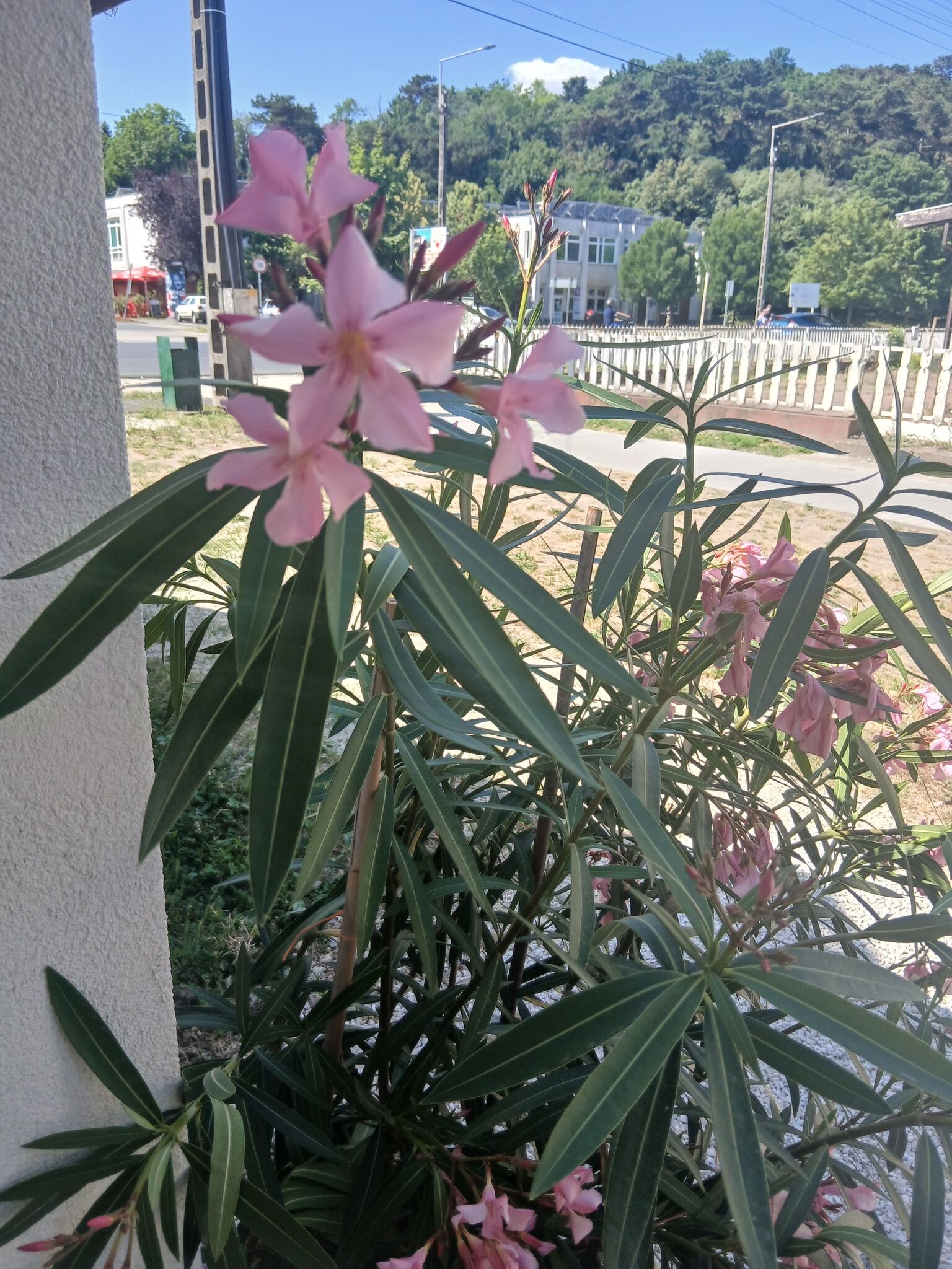 Hűvös Apartman Balatonboglár