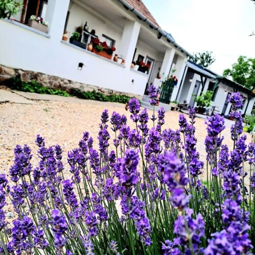 Gera Apartman Velence