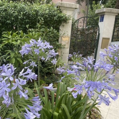 Apartments Villa Antonija Opatija  2