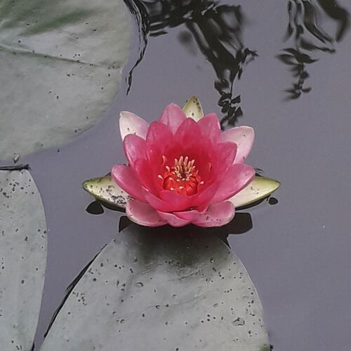 Tavirózsa Vendégház Szentes