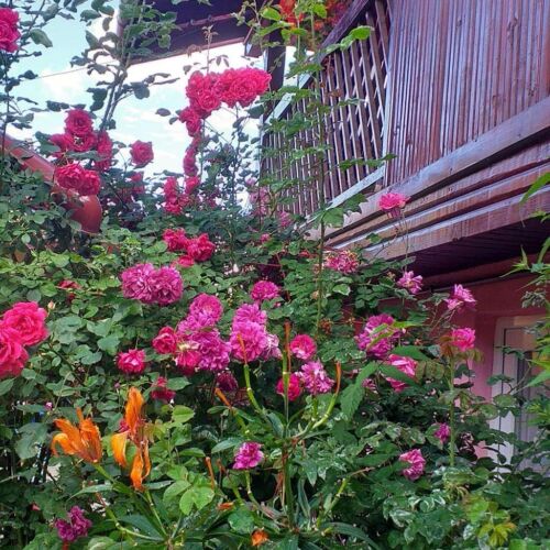 Pensiunea Boierului Imbrii Cârțișoara