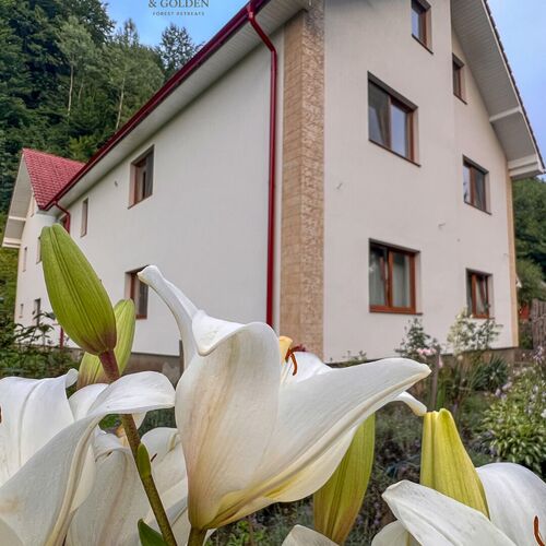 Golden Forest Retreat Iod