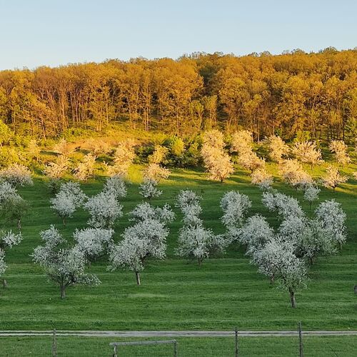 Pensiunea Merele de Aur Predeşti