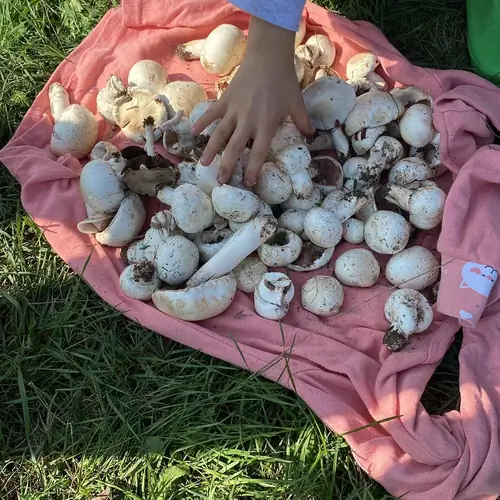 Ciuperci ce pot fi culese la 100 m de locatie