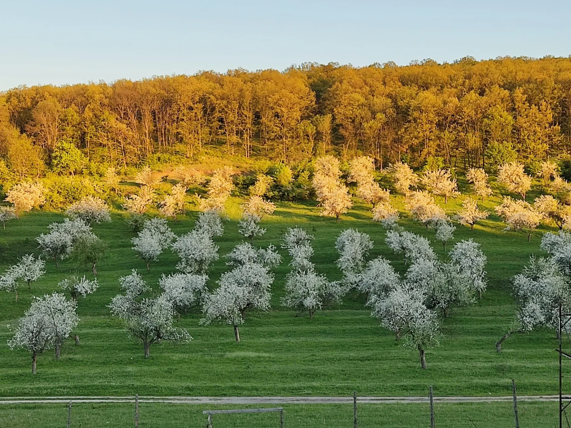 Padurea unde putem face drumetie