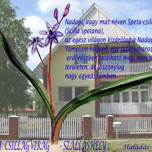 Nadapi Csillagvirág Apartman Nadap