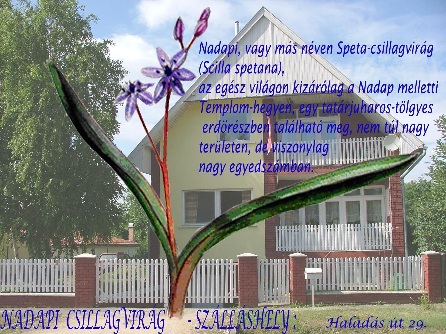 Nadapi Csillagvirág Apartman Nadap