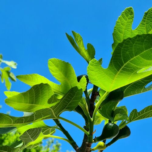 The Modern Antique Apartman Pécs