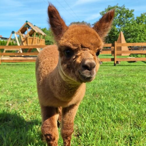 Agroturystyka Folwarczek Ustroń