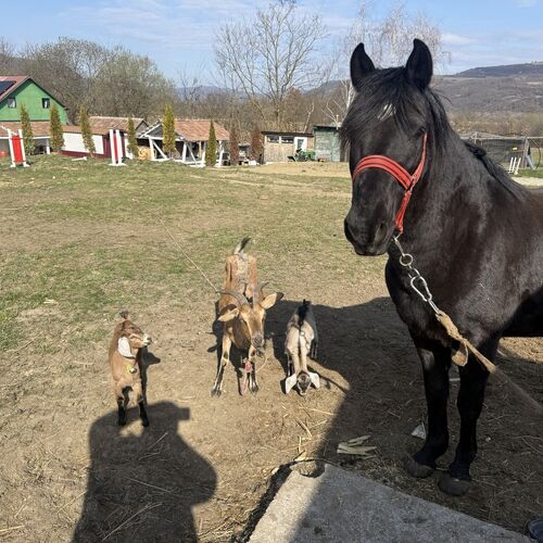 Casa Horse Garden Câţcău