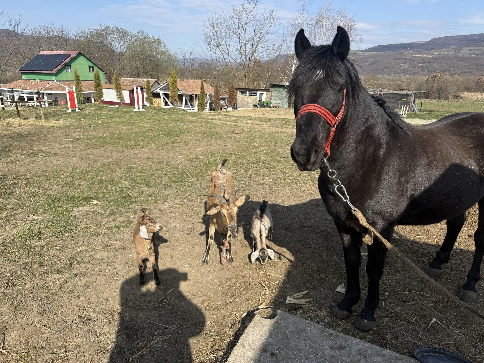 Casa Horse Garden Câţcău
