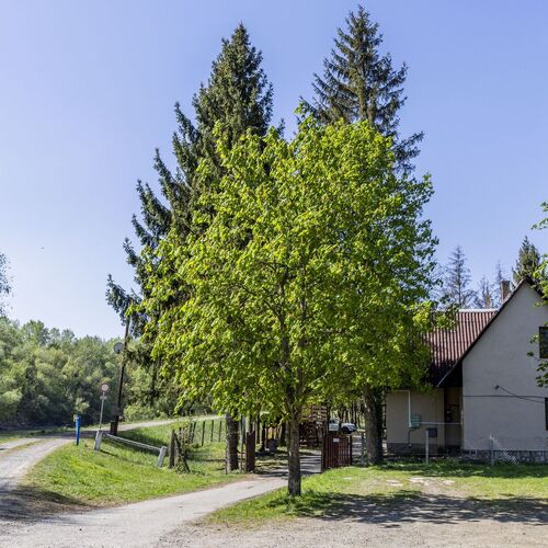 Longi Öregnyár Vadászház