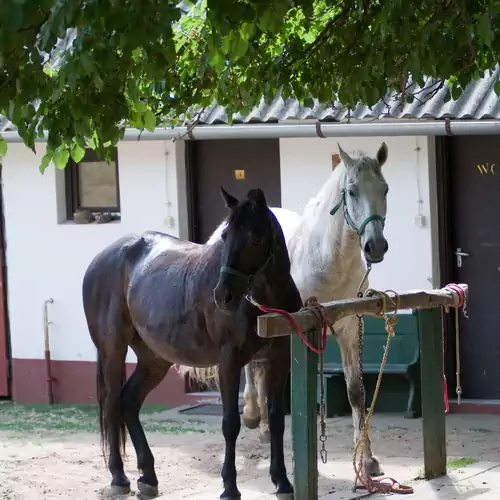 Bihari Lovas Tanya Nyíregyháza 003 kép