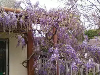 Áprilisi virágeső