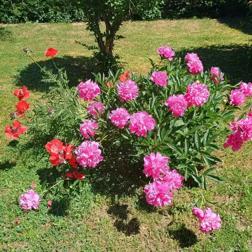 Vir&aacute;gok a kertben
