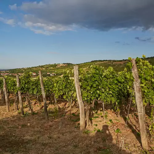 Szarka Vendégház, Pince és Étterem Mád 016 kép