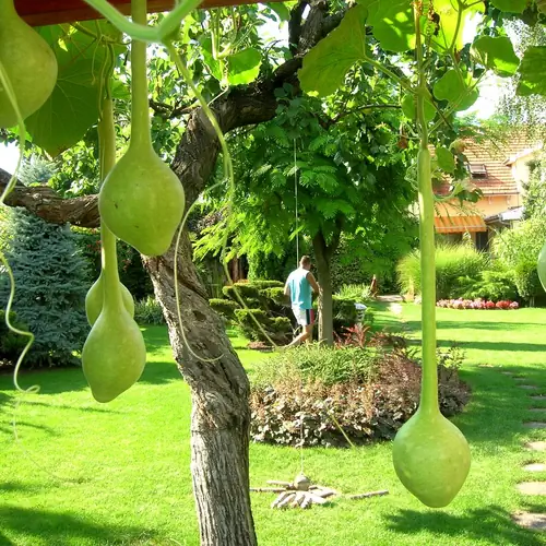 Lop&oacute;t&ouml;k a pergol&aacute;kon.