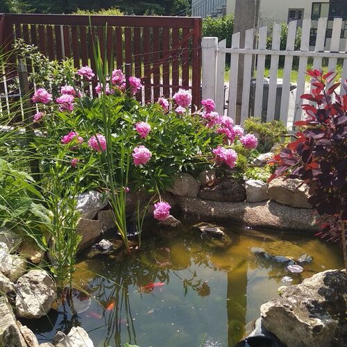 Kardos Apartman Gyenesdiás  4