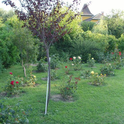 House Markó Balatonmáriafürdő  2