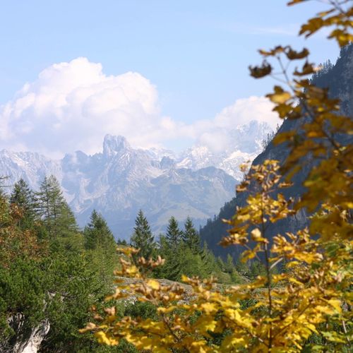Bischofsmütze
