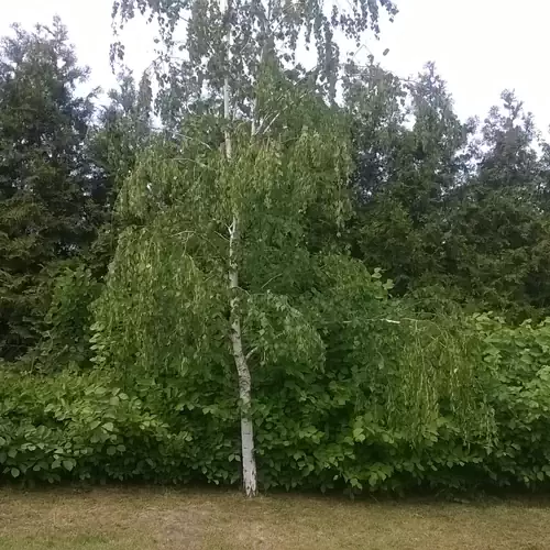 Ezüst-ház Abádszalók 024 kép
