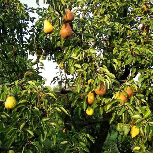 Gyümölcsliget Vendégház Csehimindszent 002 kép