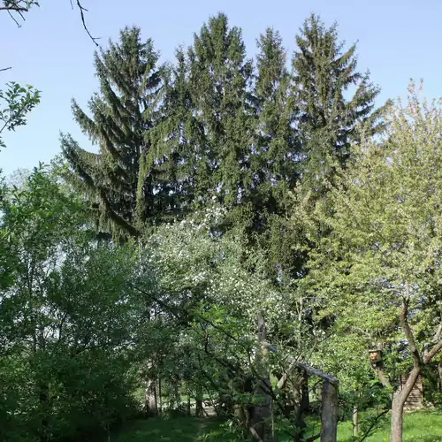 Öreg Fenyő Vendégház Gencsapáti 028 kép