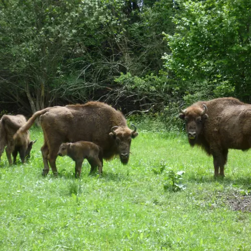 b&ouml;l&eacute;nyek