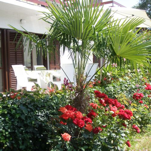 Apartmani Barbara Poreč  4