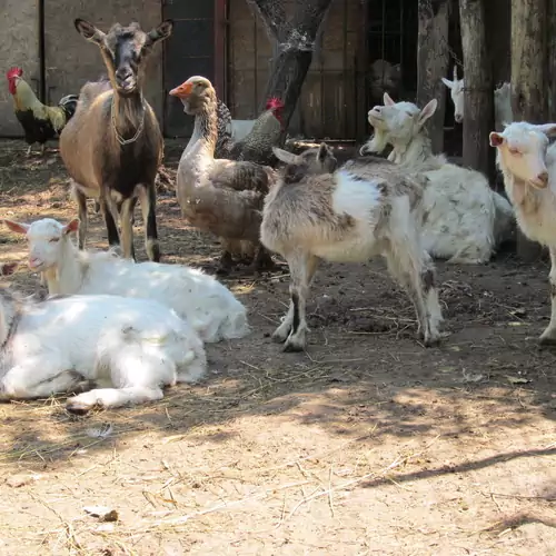 Magdi Vendégház és Farmhouse Siófok 022 kép