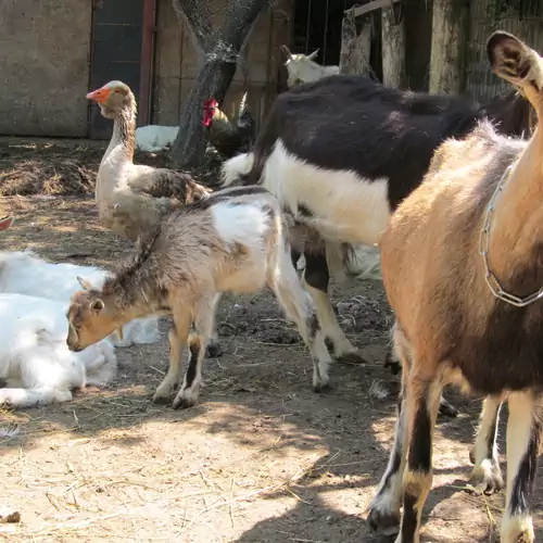 Magdi Vendégház és Farmhouse Siófok 023 kép