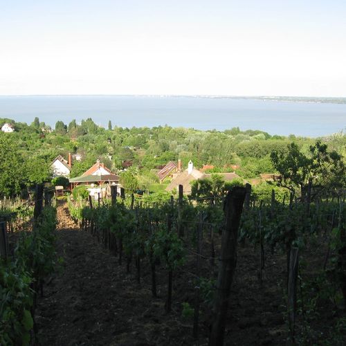 szőlőhegy