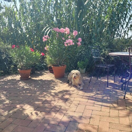 Pocak kuty&aacute;nk a leanderek &aacute;rny&eacute;k&aacute;ban