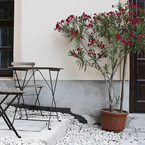 Vadszőlő Vendégház Veszprém 005 kép