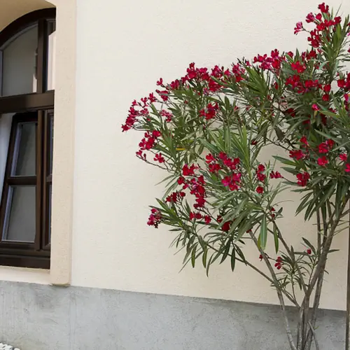 Vadszőlő Vendégház Veszprém 003 kép