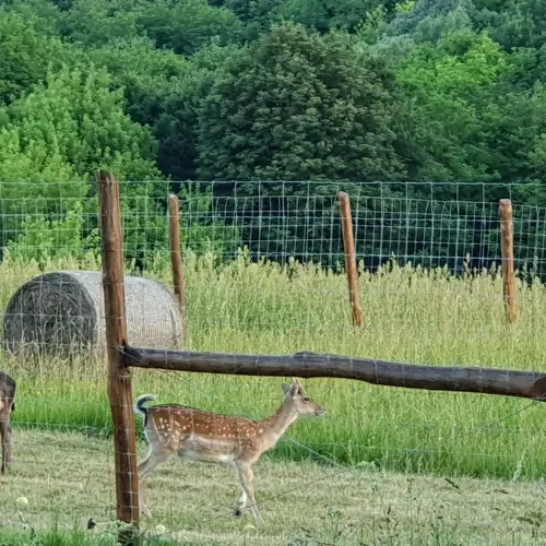 D&aacute;mszarvasaink megleshetőek a Safari Lodge terasz&aacute;r&oacute;l
