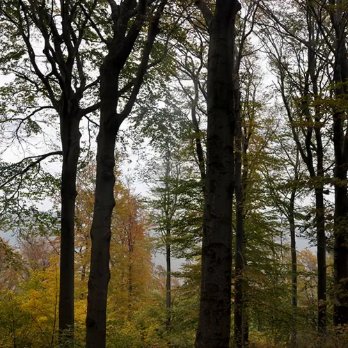 dobog&oacute;kői erdő