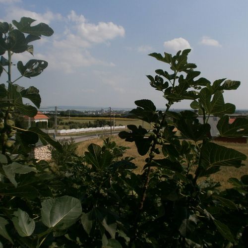 Balatoni panoráma