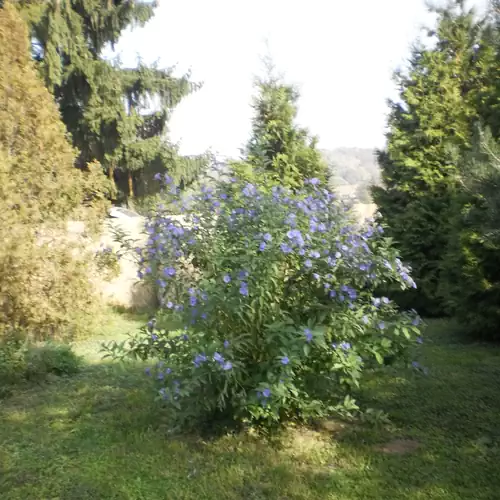 Nefelejcs Vendégház Diósviszló 024 kép